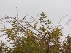 Coccothraustes coccothraustes