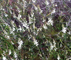Epacris obtusifolia