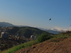 Tachycineta leucopyga