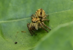 Carrhotus