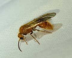 Sphaeropthalma unicolor