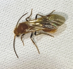 Sphaeropthalma unicolor