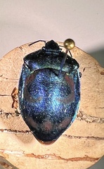 Tectocoris diophthalmus
