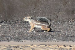 Ammospermophilus harrisii