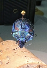 Tectocoris diophthalmus