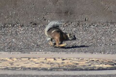 Ammospermophilus harrisii