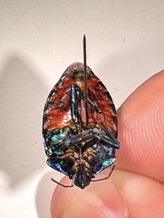 Tectocoris diophthalmus