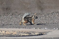 Ammospermophilus harrisii