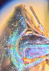 Tectocoris diophthalmus