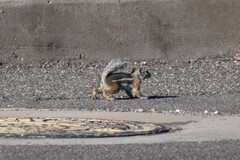 Ammospermophilus harrisii