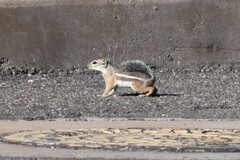 Ammospermophilus harrisii