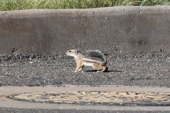 Ammospermophilus harrisii