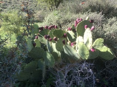 Opuntia stricta