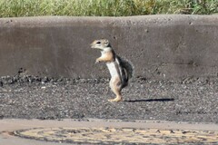 Ammospermophilus harrisii