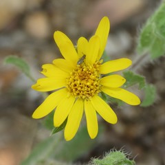 Heterotheca fulcrata