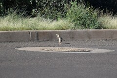 Ammospermophilus harrisii