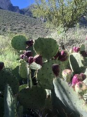 Opuntia stricta