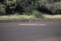 Ammospermophilus harrisii