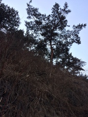 Pinus tabuliformis
