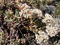 Eriogonum microtheca