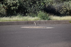 Ammospermophilus harrisii