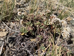 Eriogonum microtheca