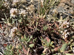 Eriogonum microtheca