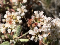 Eriogonum microtheca