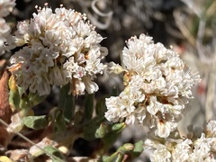Eriogonum microtheca