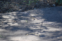 Uta stansburiana elegans