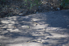 Uta stansburiana elegans