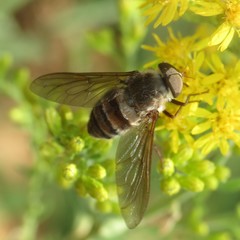 Esenbeckia