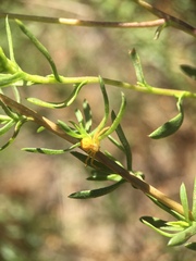 Misumenoides formosipes