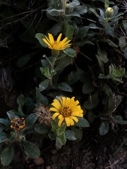 Heterotheca mucronata