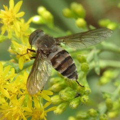 Esenbeckia