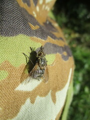 Tachininae