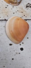 Donacidae