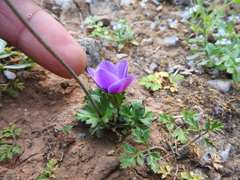 Anemone coronaria