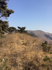 Pinus tabuliformis