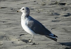 Larus californicus