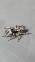 Platycryptus californicus