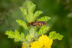 Xanthocampsomeris limosa