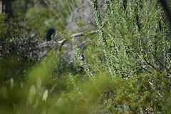 Amphispiza bilineata