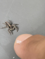 Platycryptus californicus