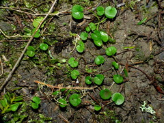 Dichondra repens