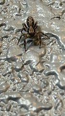 Platycryptus californicus