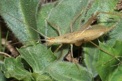 Oecanthus pellucens