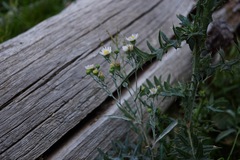 Symphyotrichum bracteolatum