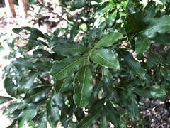 Toechima tenax
