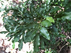 Toechima tenax